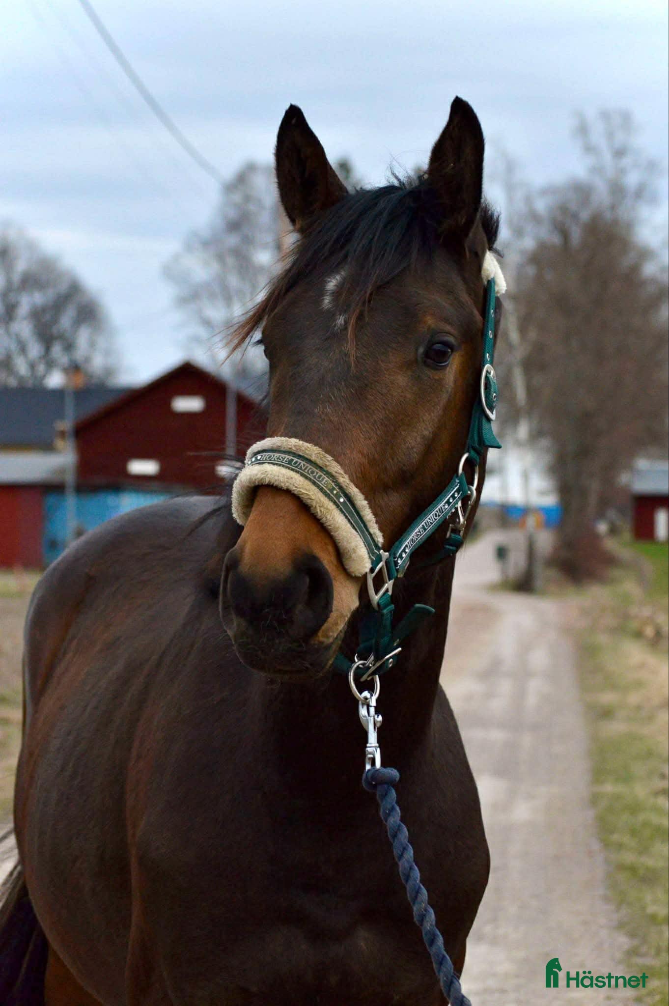  hästar Lovande 3-årig SWB valack - Annons 2