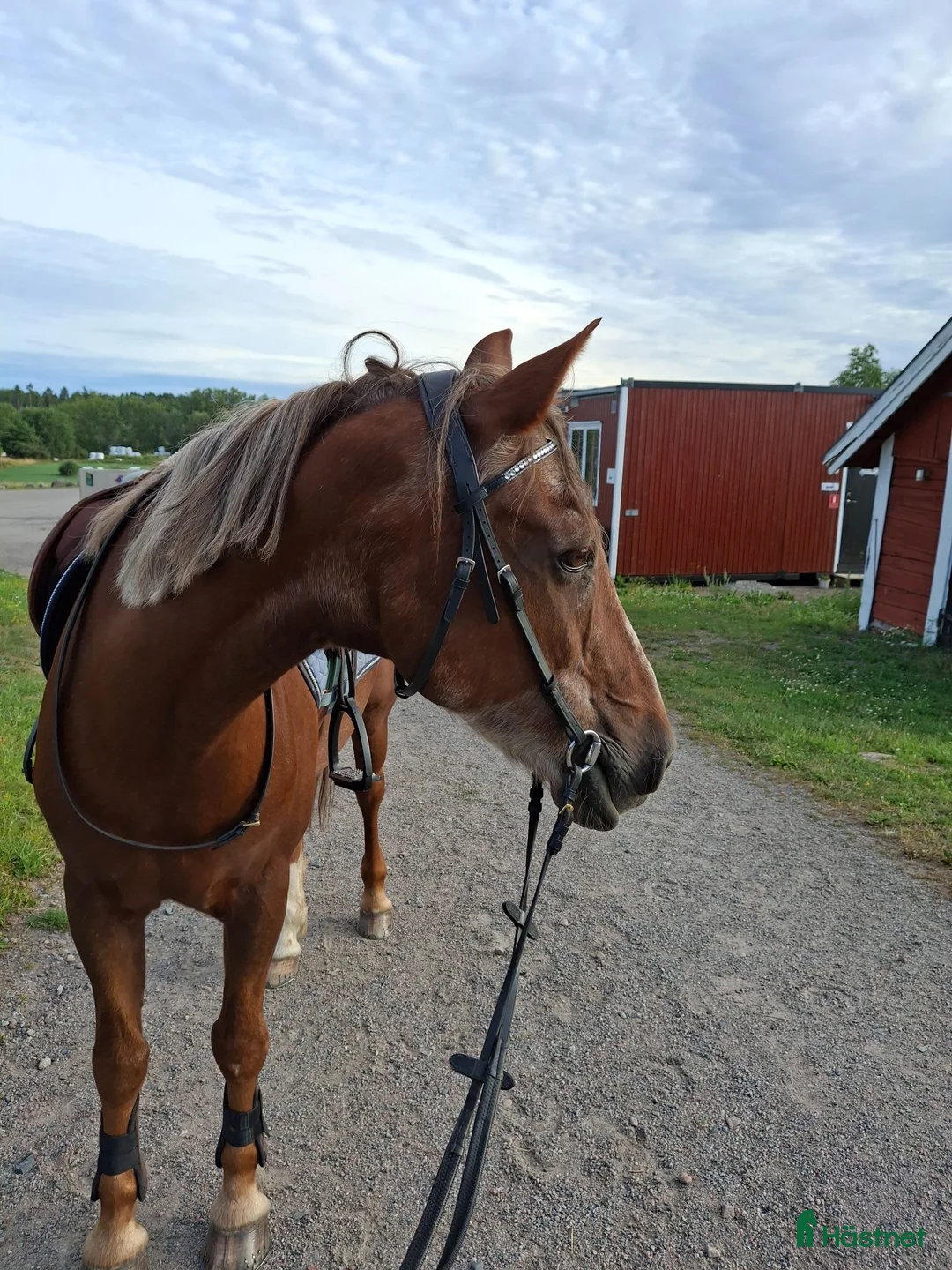  medryttarhäst finnes: Maxad D-ponny söker medryttare  i Rimbo - Annons 1