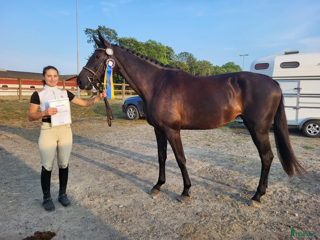 Hoppning hästar till salu: Fint SWB sto med mycket hopp i sig - Annons 2