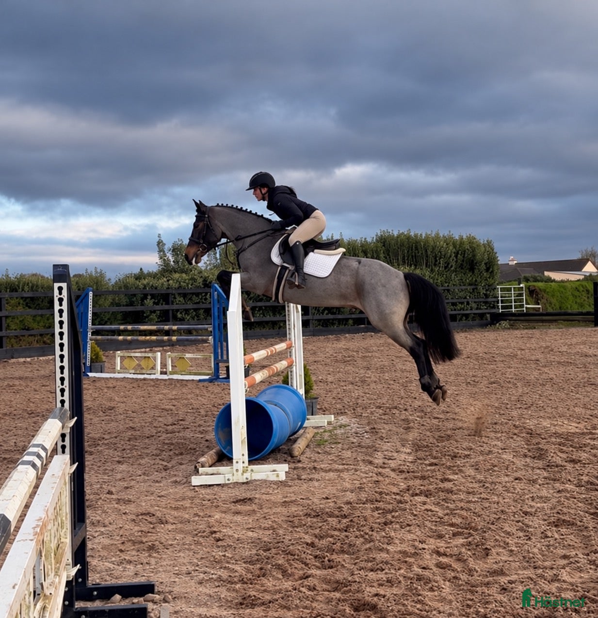  hästar D ponny sto 9år 🌟 - Annons 10