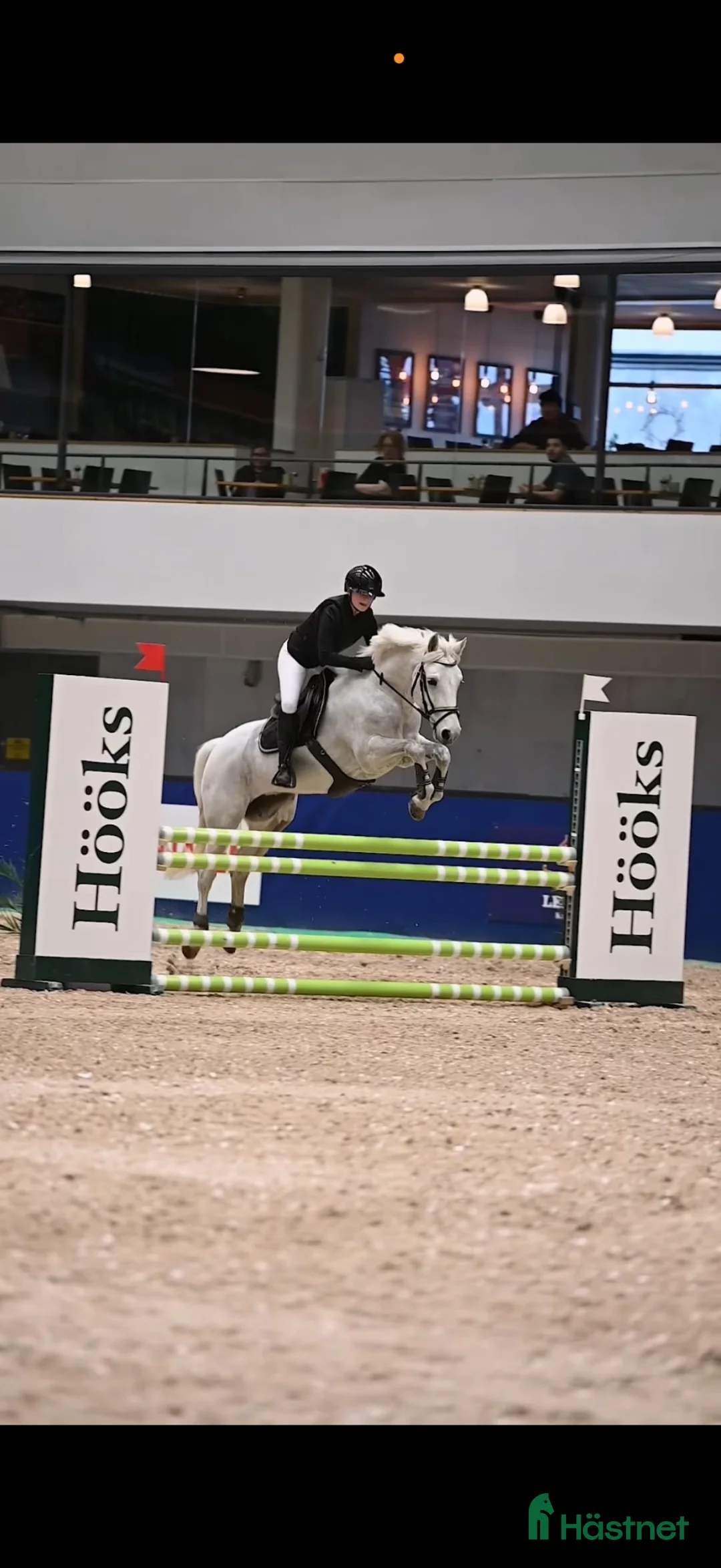 Hoppning hästar till salu: ⭐️Ponny med hjärtat på rätt ställe⭐️ - Annons 2