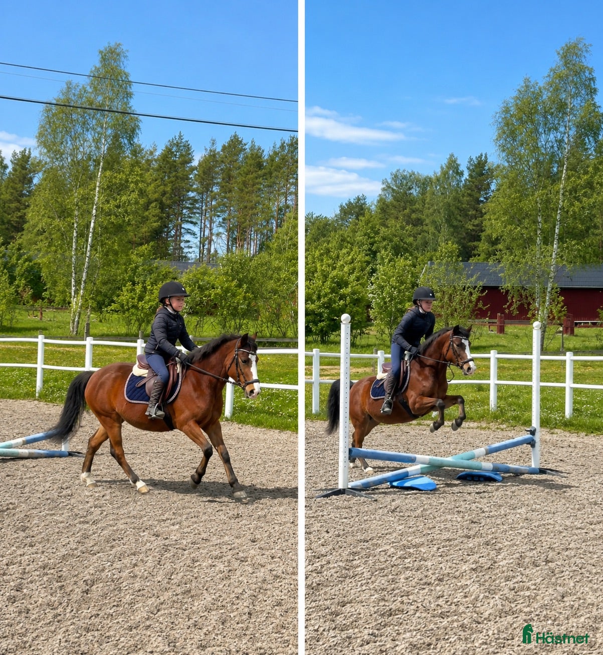  hästar Sportponny hoppning - Annons 1