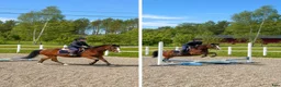 Hoppning hästar till salu: Sportponny hoppning - Annons 1