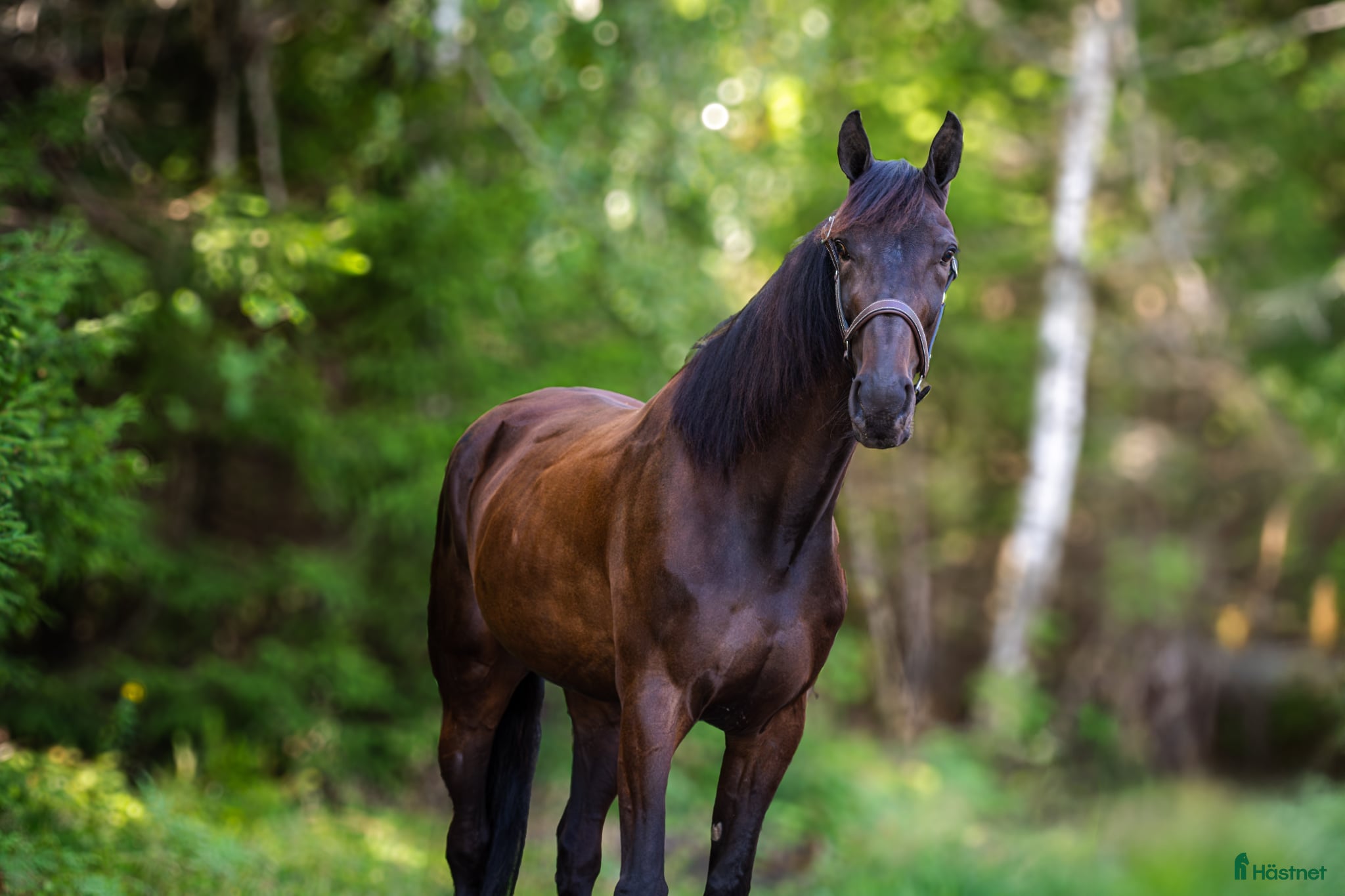  hästar Snäll 12 åring valack söker nytt aktivt hem - Annons 1