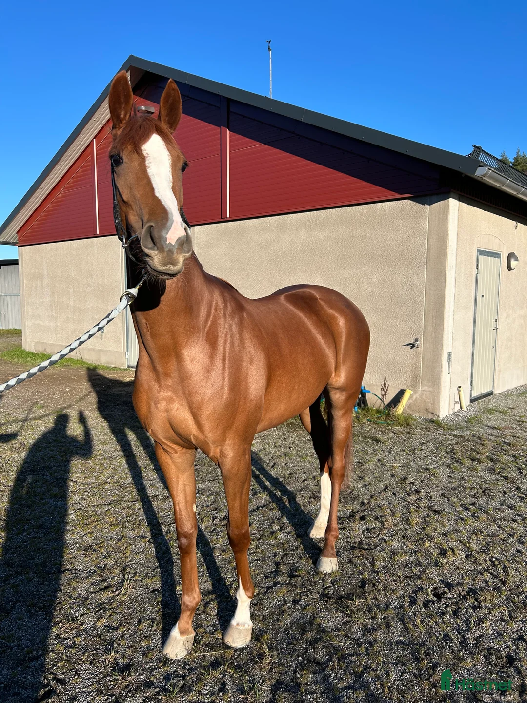 Allround hästar till salu: 2 årigt fux sto till salu  i Bro - Annons 2