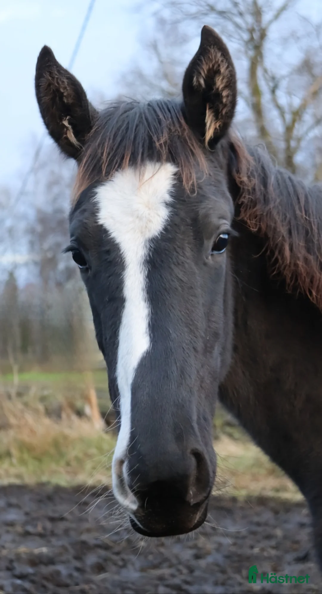 Dressyr hästar till salu: Trevlig unghäst 🌼 - Annons 4