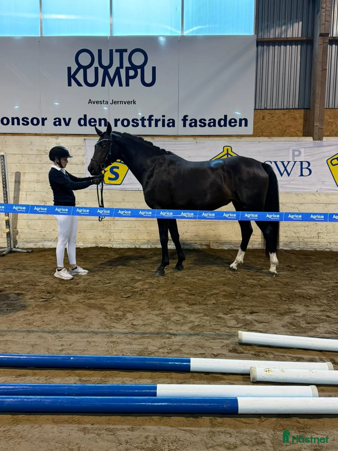 Dressyr hästar till salu: Trevlig unghäst för den som vill göra hela resan - Annons 2