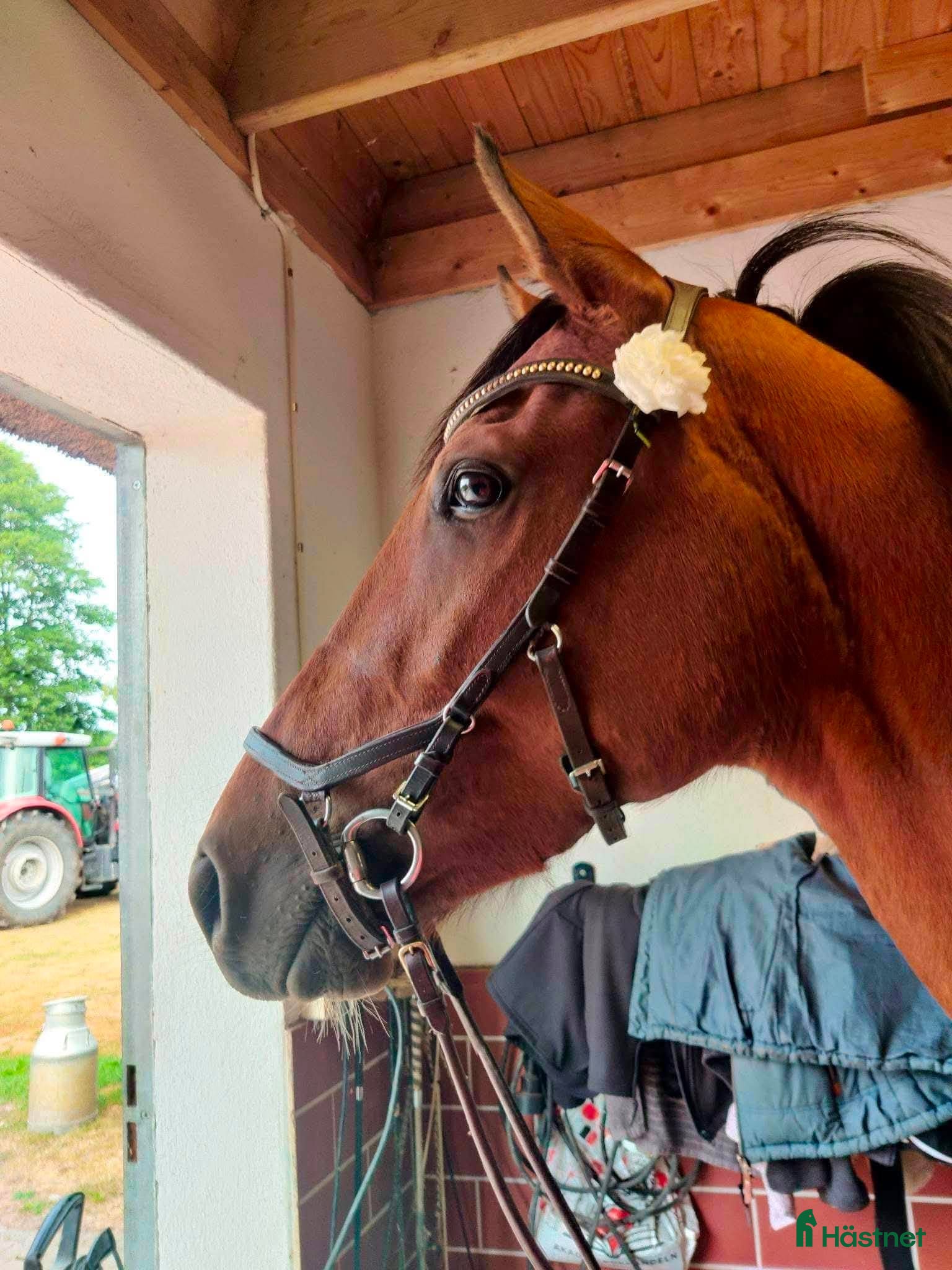  hästar Nätt sto för dig som vill ha en bästa vän - Annons 1