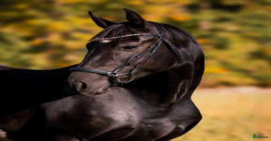  hästar i Urshult - Annons 7