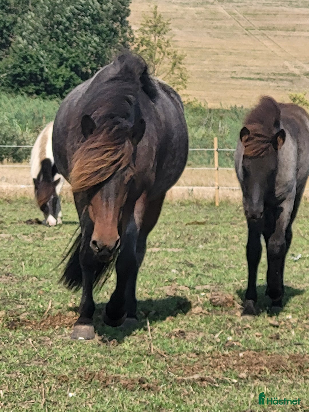 Island hästar till salu: Sto med föl i Laholm - Annons 3