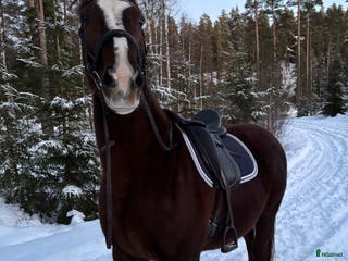 hästar Avelsto e: Total Hope - Annons 3