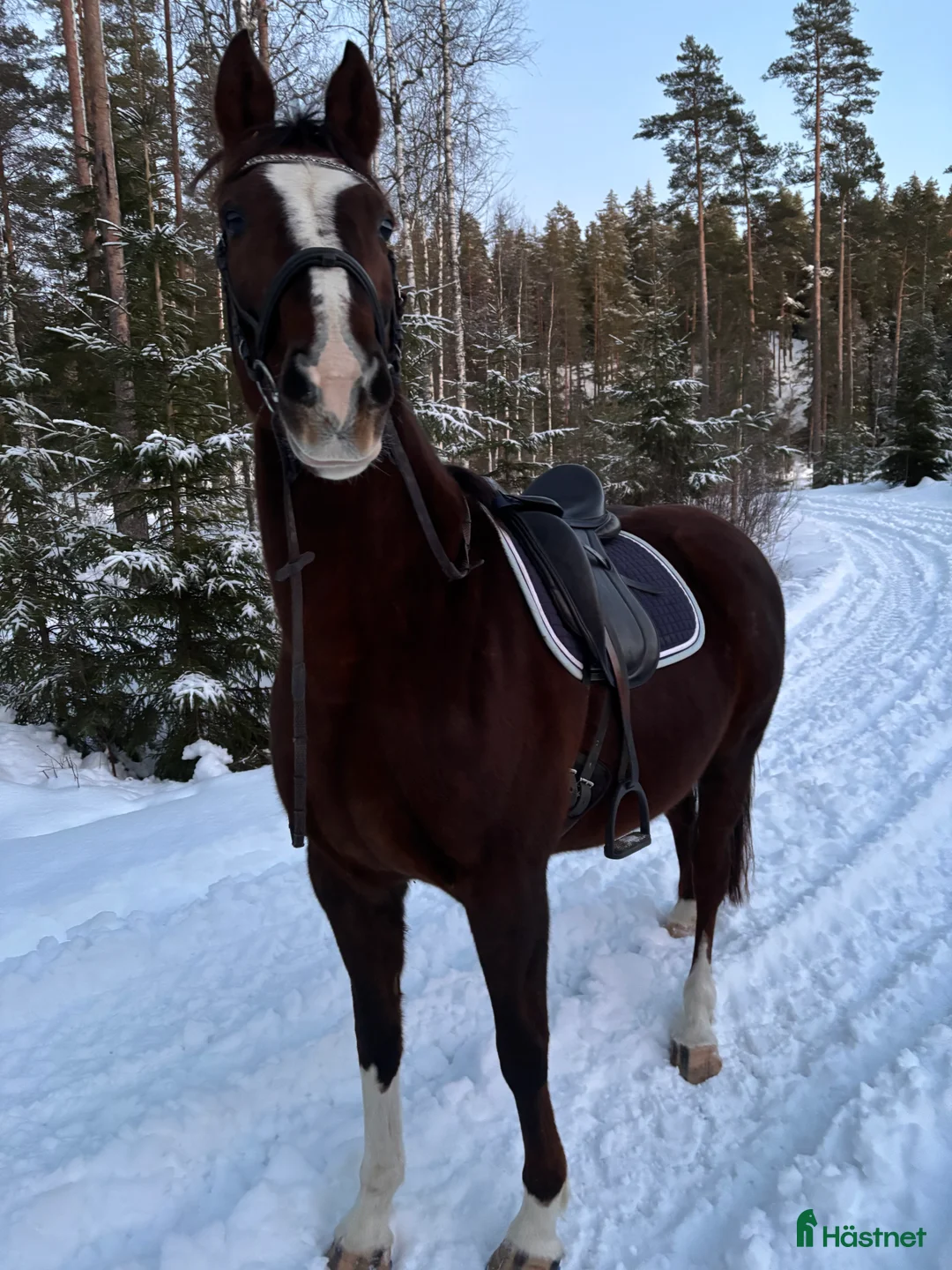 Avelshästar hästar till salu: Avelsto e: Total Hope - Annons 1