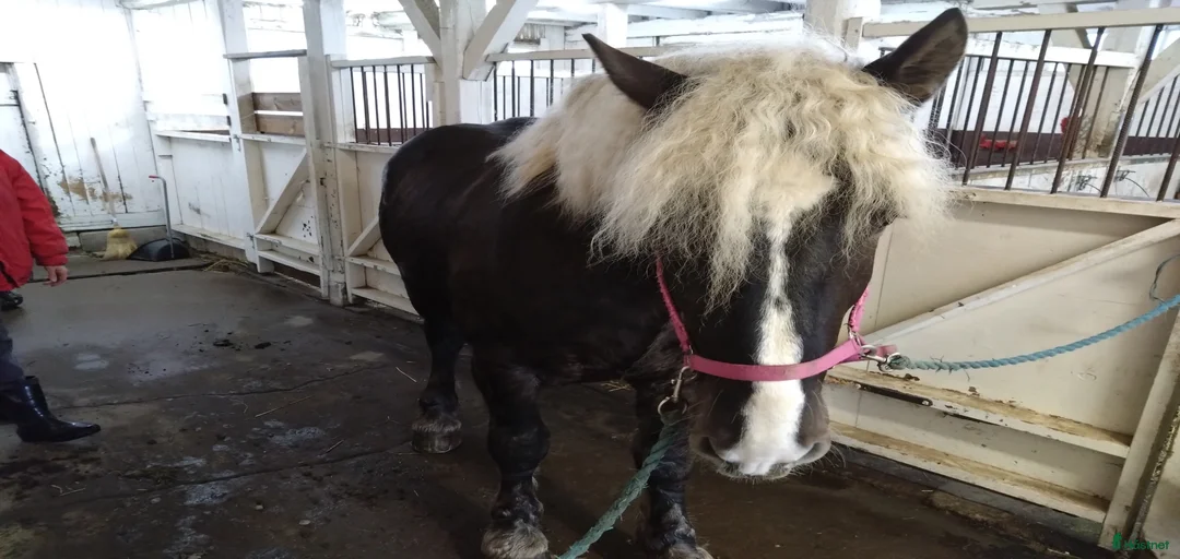 Galleribild {{count}}