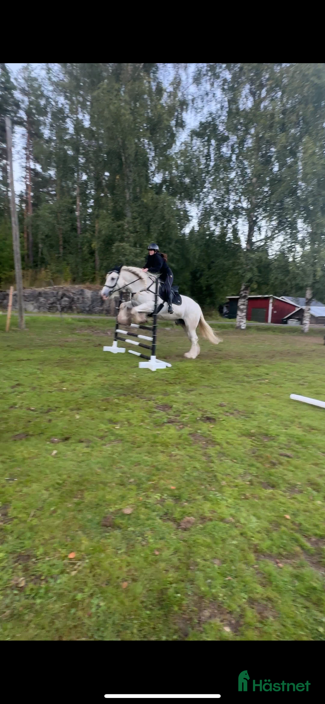 Allround hästar till salu: Drömhäst  i Ljungaverk - Annons 15