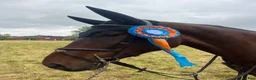 Hoppning hästar till salu: 5årig SWB-valack - Annons 2