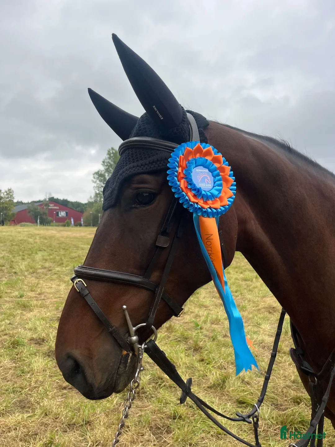 Hoppning hästar till salu: 5årig SWB-valack - Annons 2