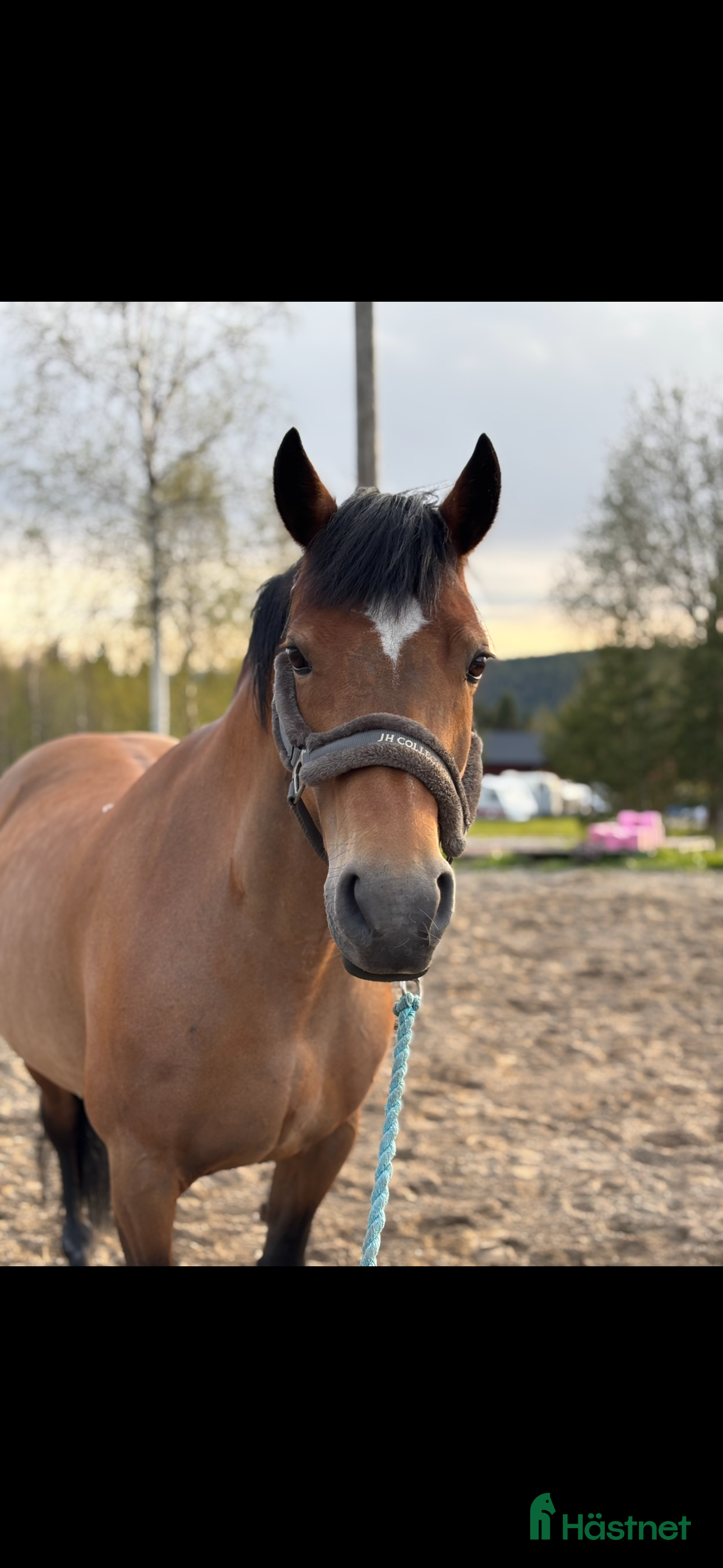  hästar Maxad c ponny sto  i Kopparberg - Annons 20