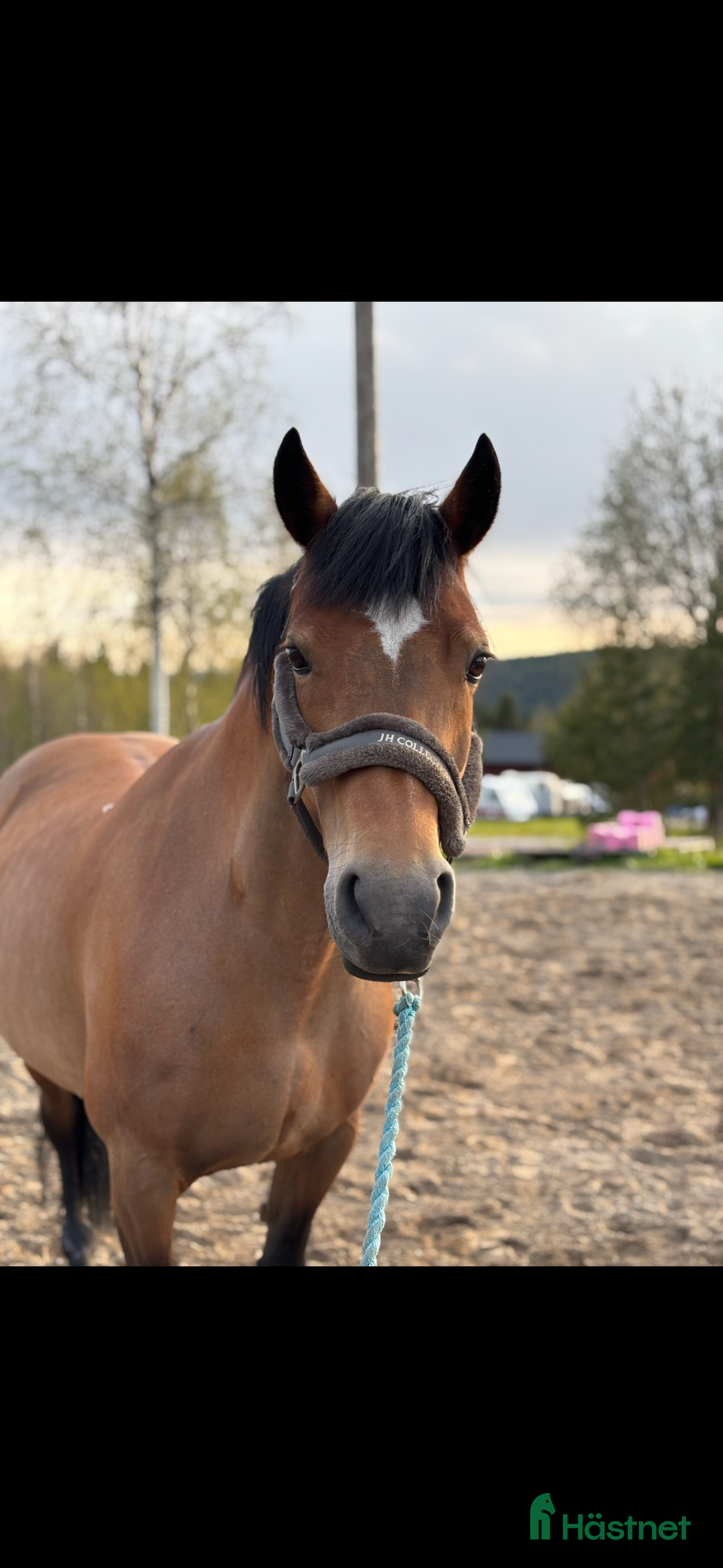 Hoppning hästar till salu: Maxad c ponny sto  i Kopparberg - Annons 1