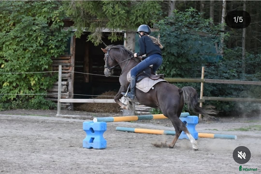 Allround hästar till salu: C-ponny till salu   i Billesholm - Annons 4