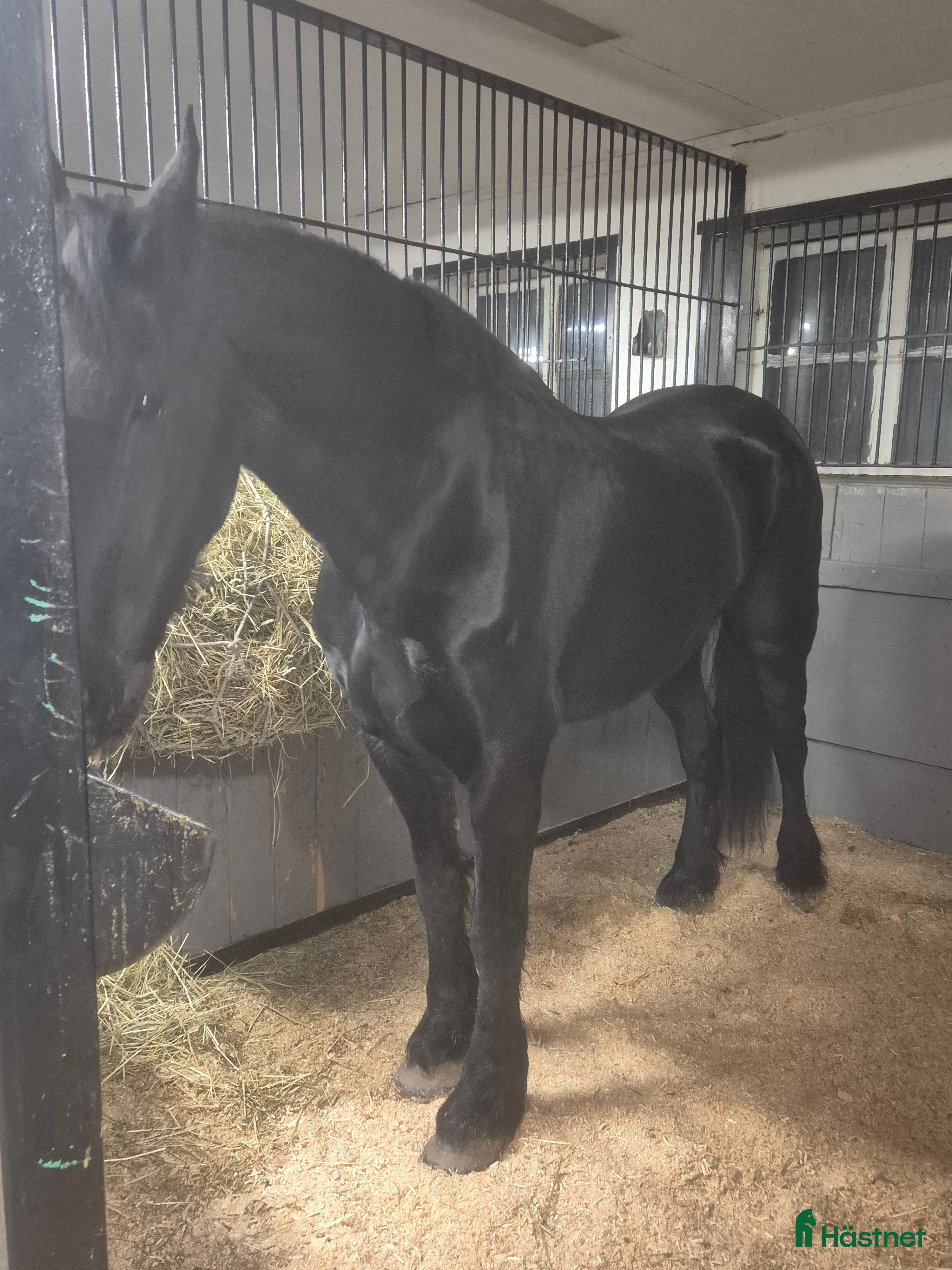  hästar Frieser sto säljes - Annons 18