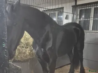 hästar Frieser sto säljes - Annons 4