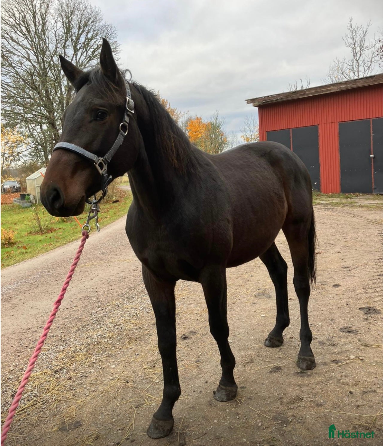 Allround hästar till salu: Snäll 3 åring  i Tungelsta - Annons 1