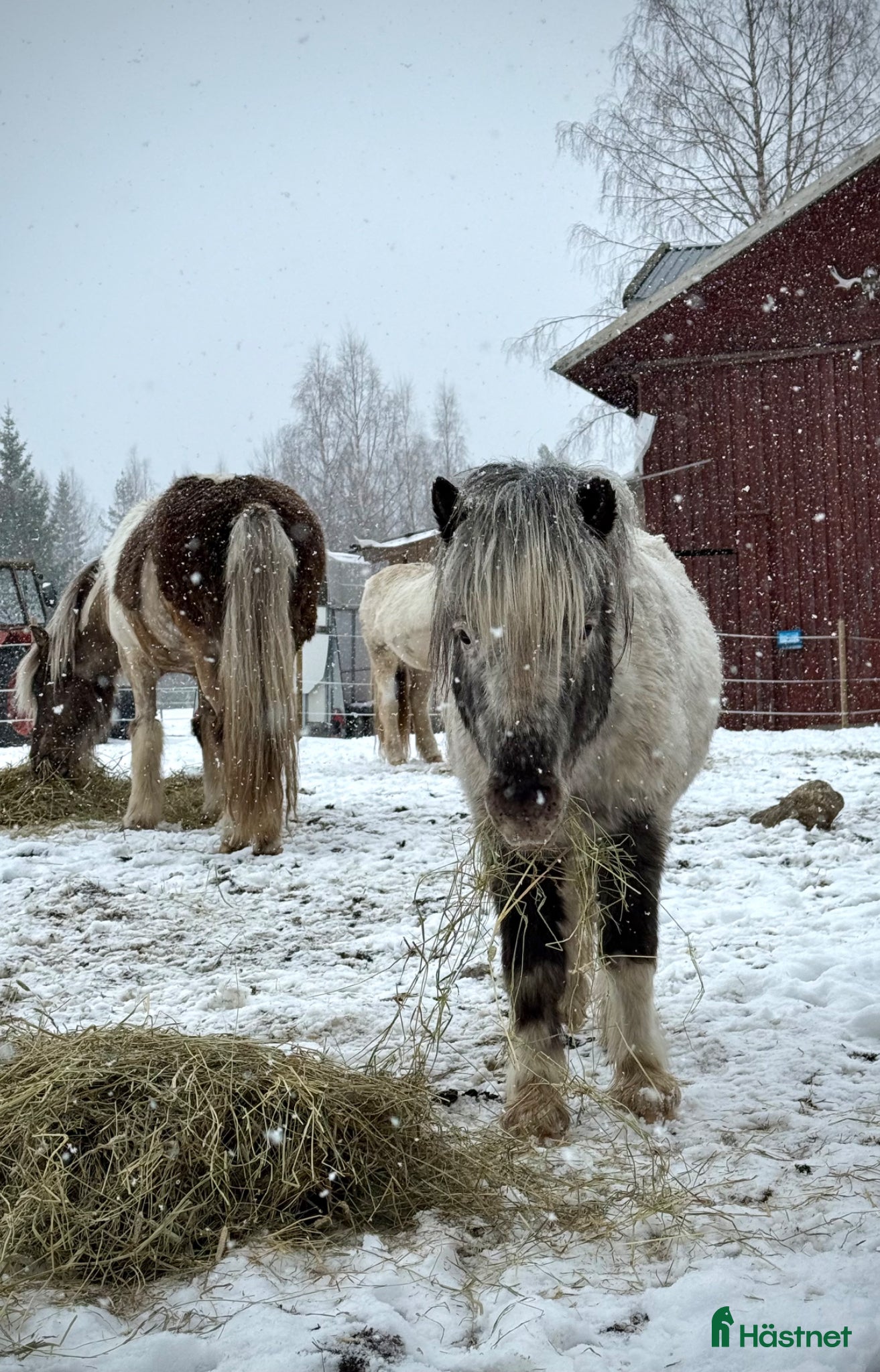  hästar En liten herre med enorm personlighet.  - Annons 1