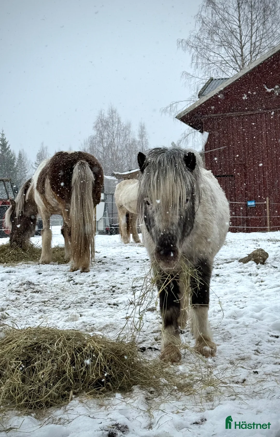 Övrigt hästar till salu: En liten herre med enorm personlighet.  i Stöde - Annons 1