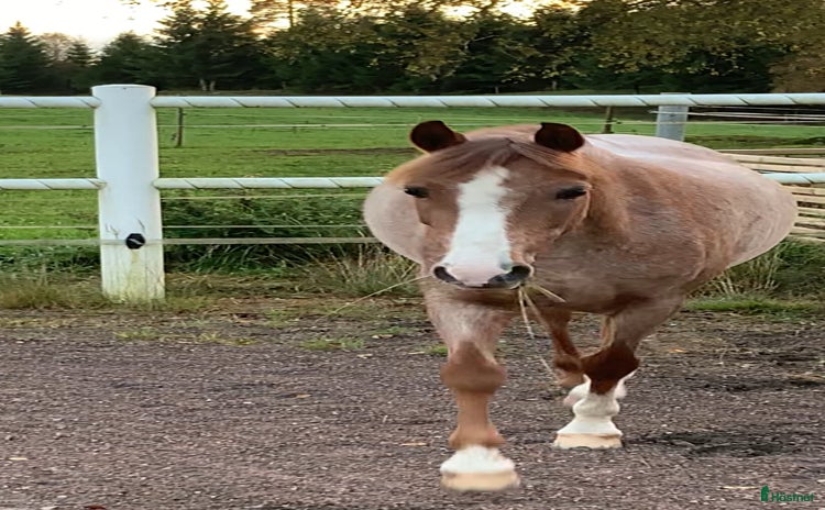  hästar i Vaggeryd - Annons 7