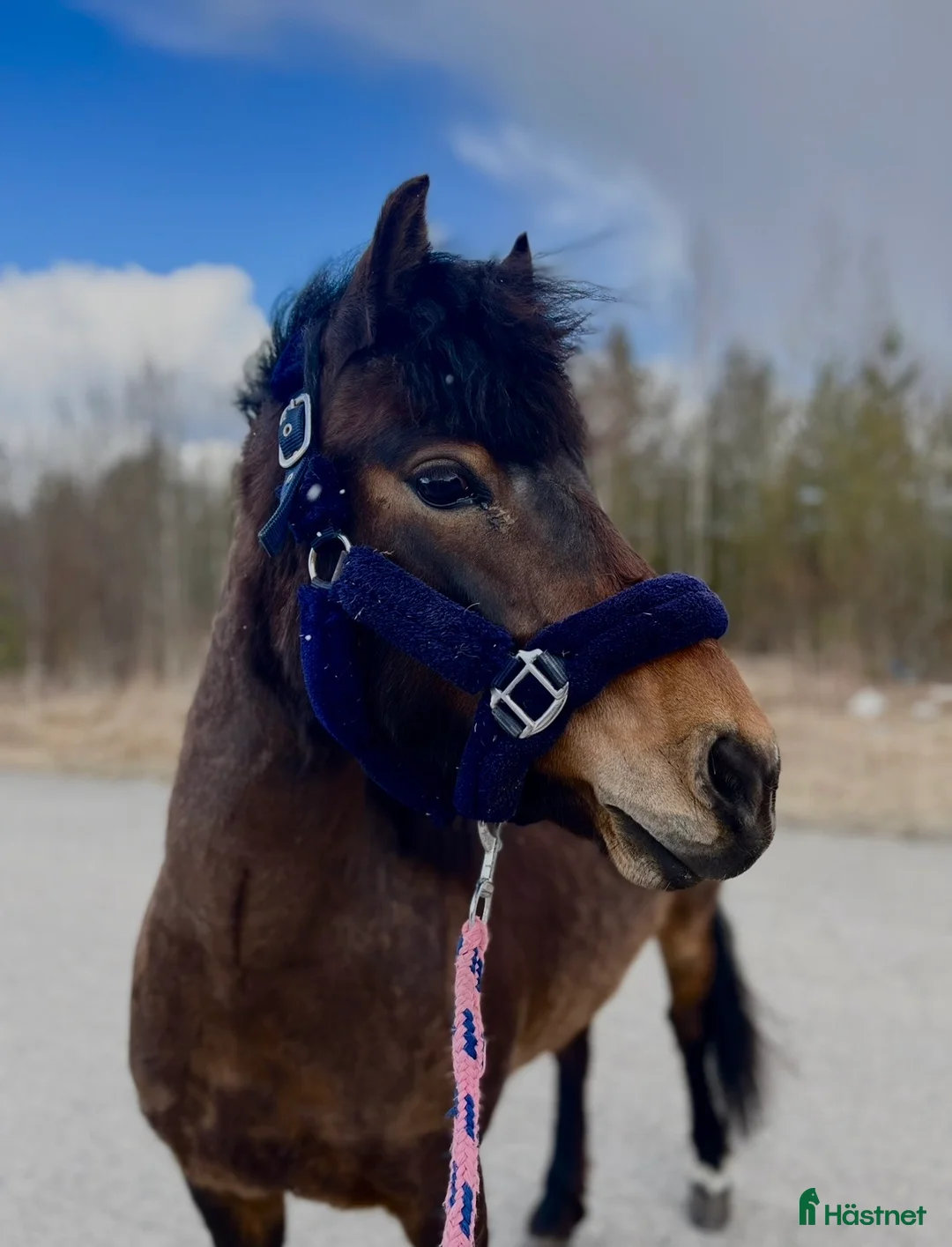 Allround hästar till salu: Guldvärd ponny söker rätt familj 🩷✨ - Annons 2