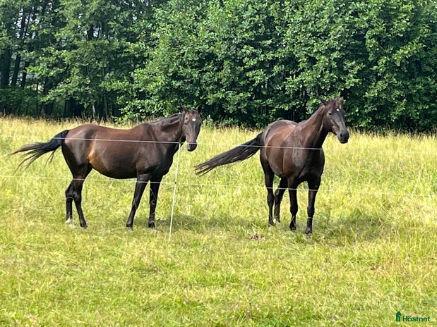 stallplats i Drottningholm - Annons 13