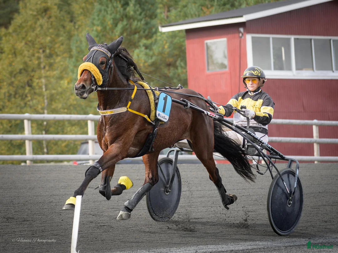 Trav hästar till salu: Nykvalad starthäst. i Sölvesborg - Annons 2