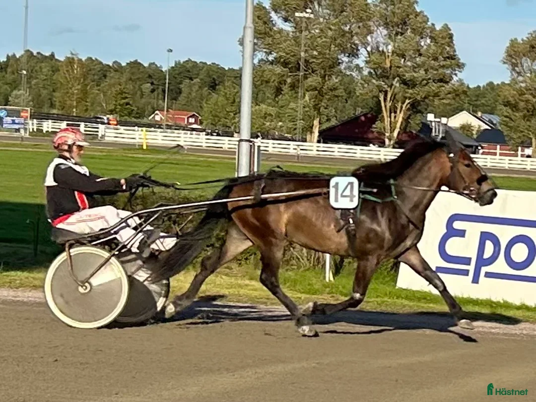 Trav hästar till salu: Fölsto e: Horgen Tore dräktig med Ängsborken - Annons 2