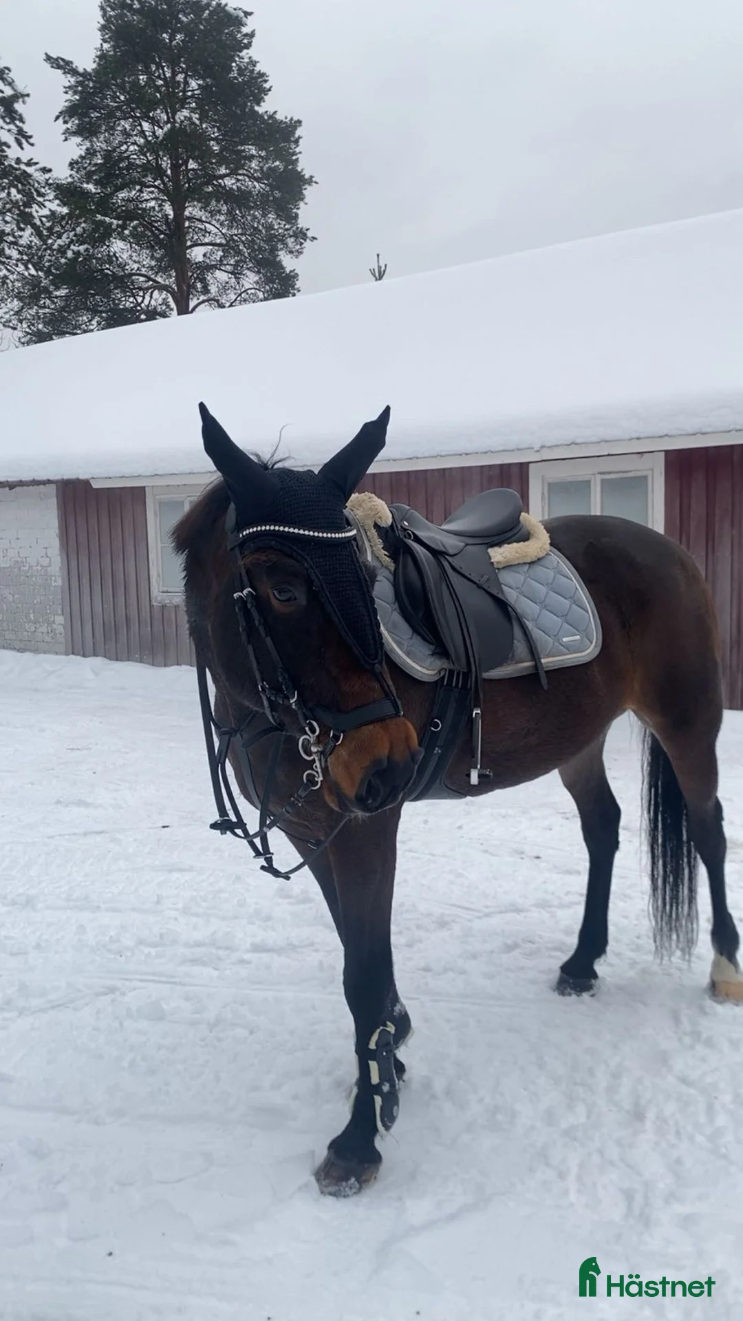 Allround hästar till salu: Intressekoll på finaste Lucky 💕 (Ev. Säljes) i Boden - Annons 5