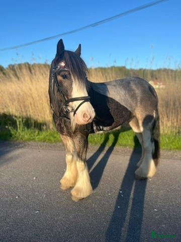 hästar Underbara B-ponnyn Maisey - Annons 1