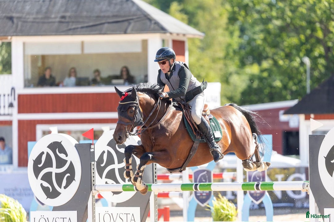 Hoppning hästar till salu: En av Sveriges bästa 6 åringar i Kungsängen - Annons 1