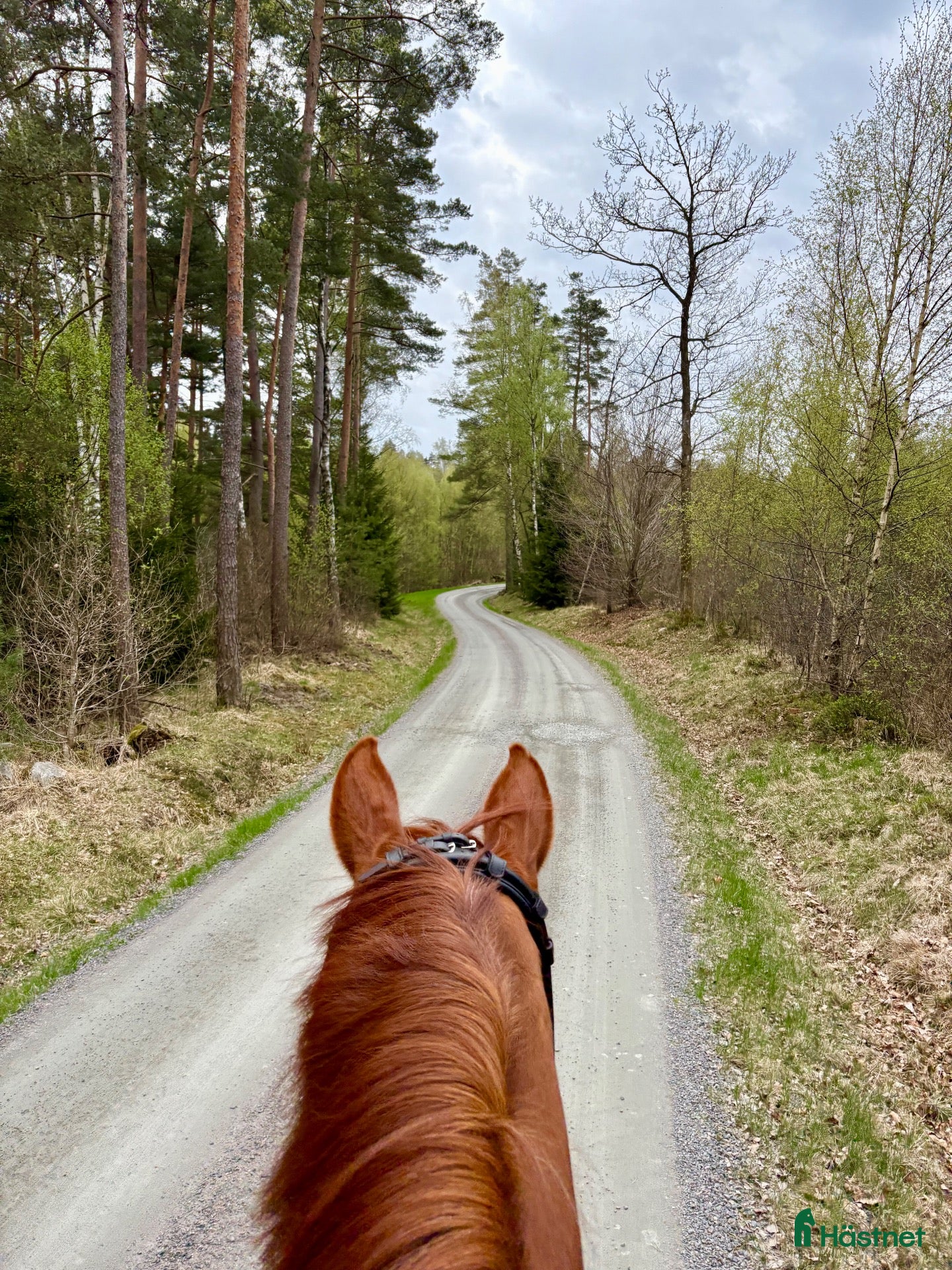  foderhäst Genomsnäll valack söker fodervärd - Annons 8