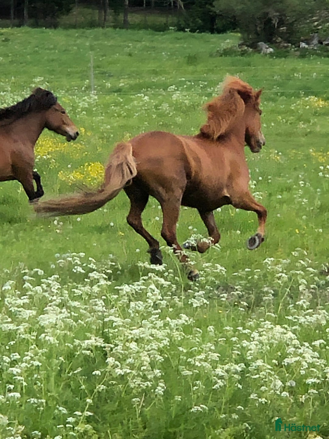 Island hästar till salu: Vackert islandssto i Täby - Annons 7