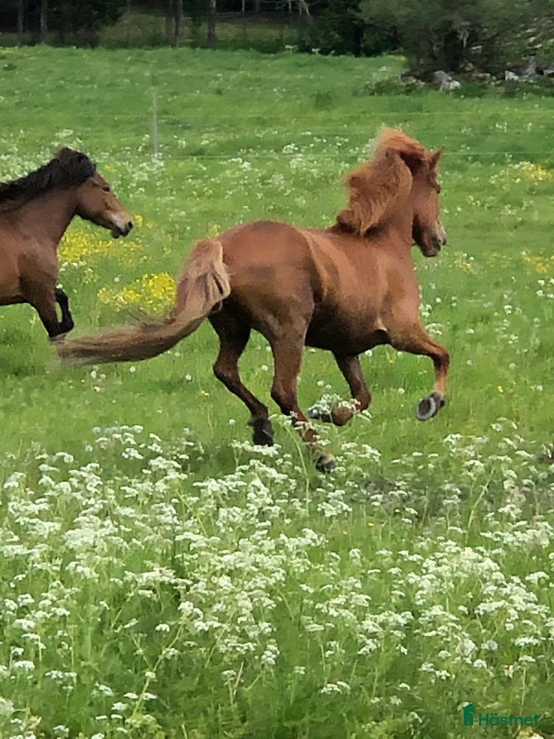 Island hästar till salu: Vackert islandssto i Täby - Annons 7