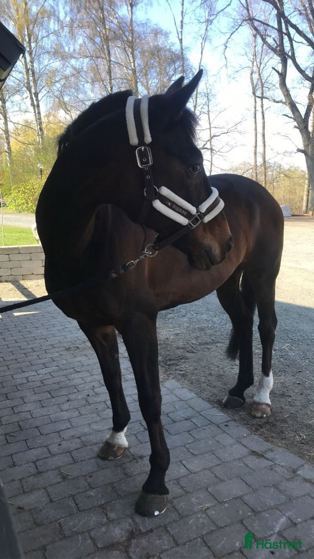 Hoppning hästar till salu: Fantastisk läromästare efter HipHop x Cortez🎖🤩 i Tollarp - Annons 5