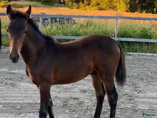 hästar Hingstföl efter Converse All Star, A1 försäkrad i Alunda - Annons 6