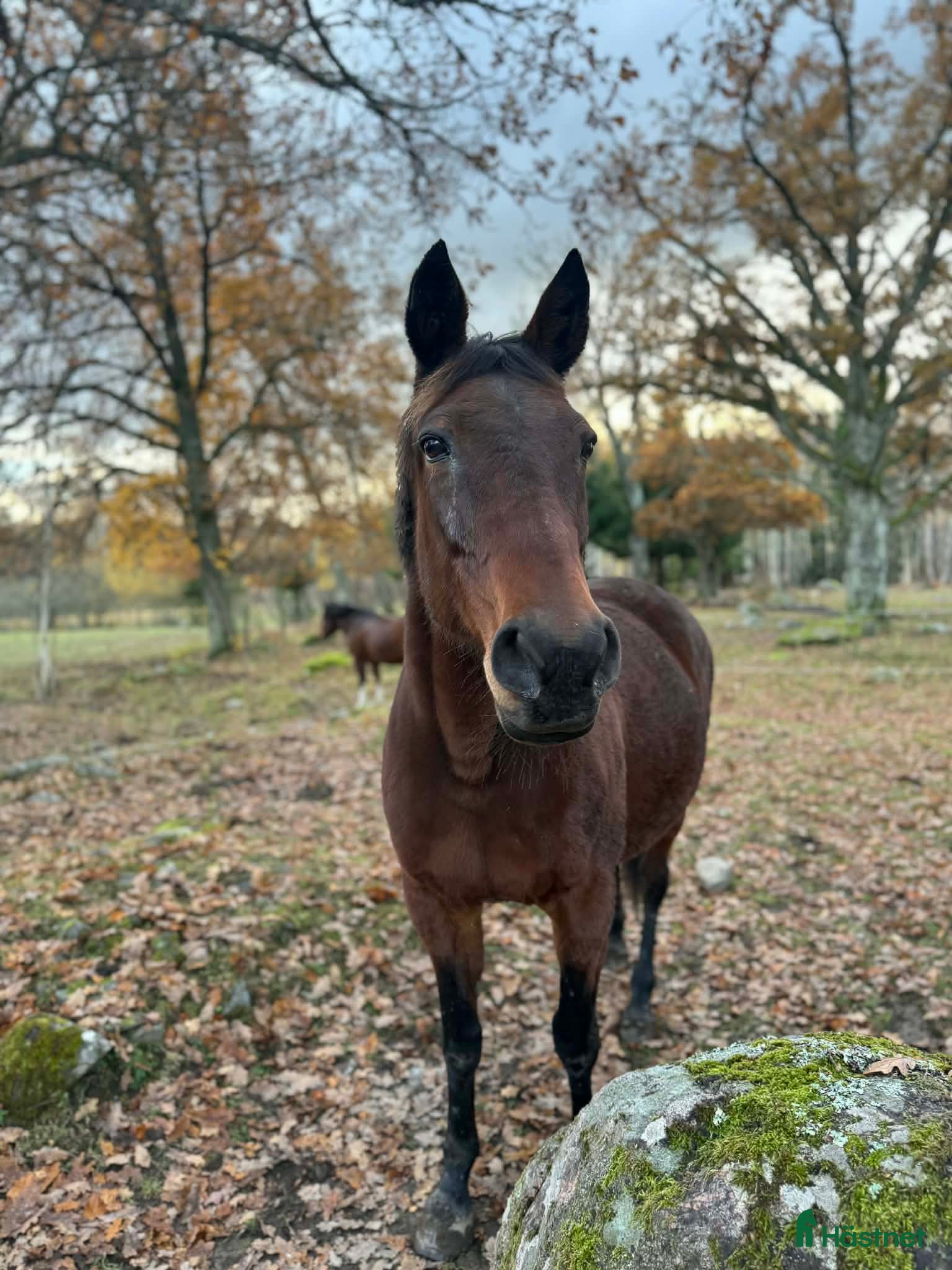  foderhäst VARMBLODSSTO SÖKES foder/köp i Vikbolandet - Annons 16