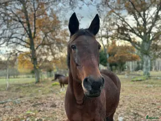 foderhäst VARMBLODSSTO SÖKES foder/köp i Vikbolandet - Annons 16