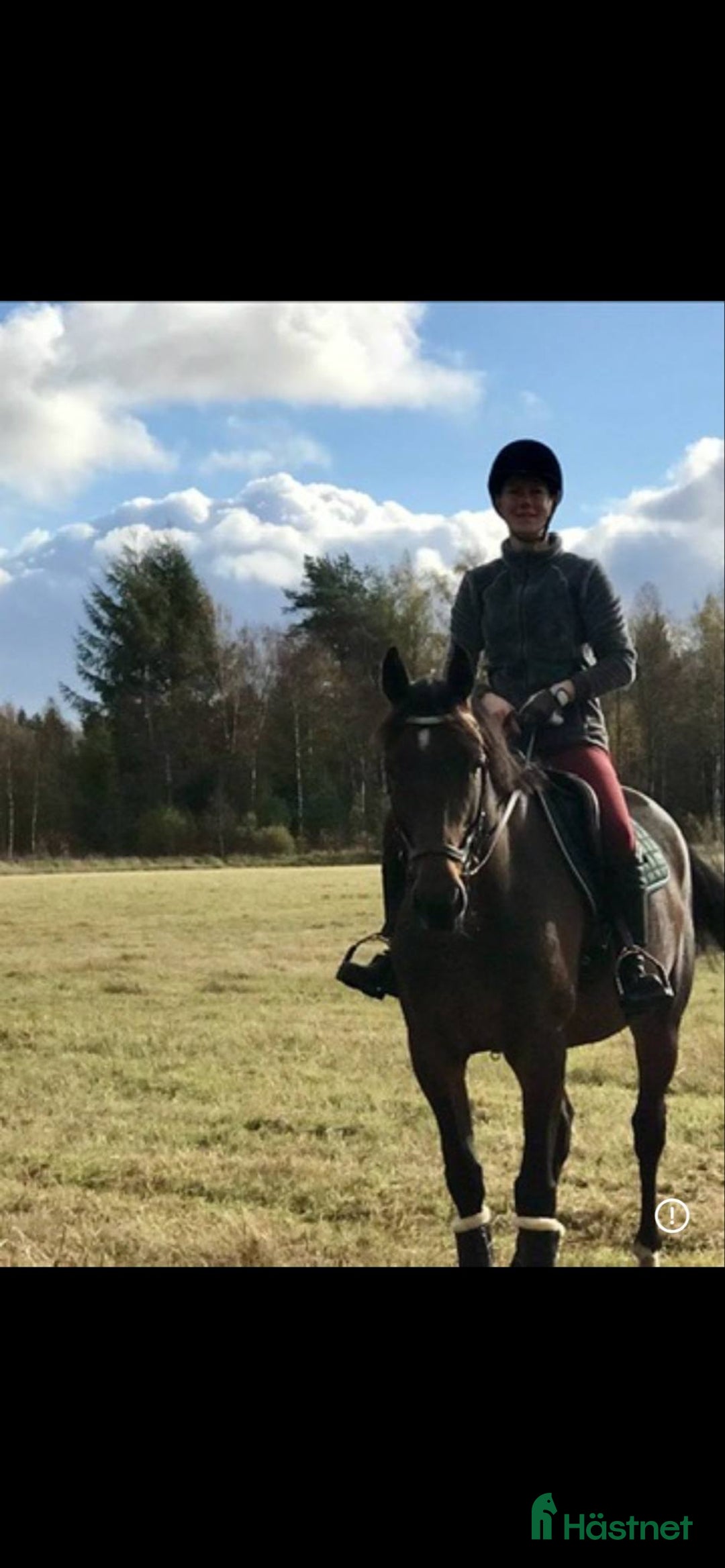 Sällskap hästar till salu: Sällskap/ skogsmulle  i Gnosjö - Bild 1