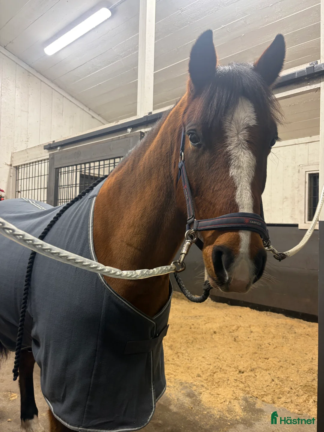 Allround hästar till salu: Intressekoll i Grästorp - Annons 1