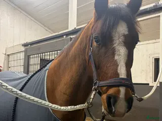 hästar Intressekoll i Grästorp - Annons 9