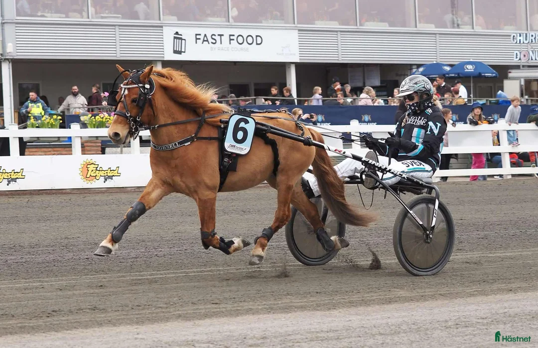 Trav hästar till salu: Årgångstopp o blivande Elitponny i Årjäng - Annons 1