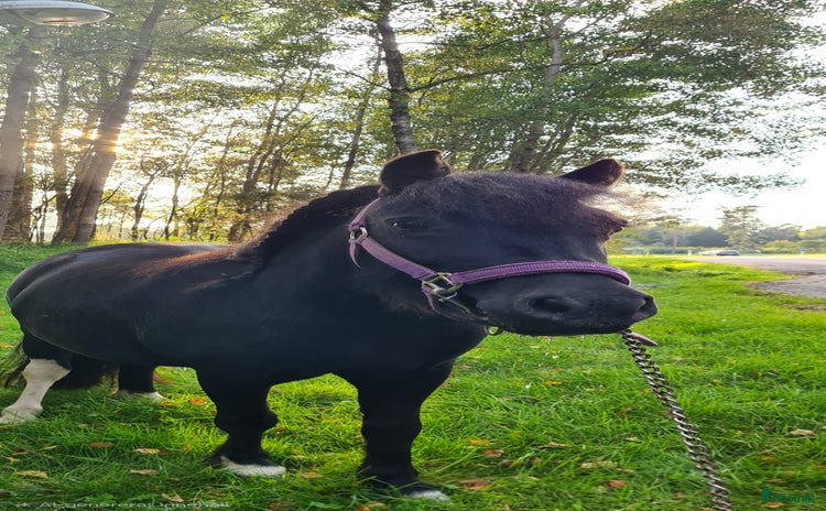  hästar Annatrix söker nytt hem i Bohus - Annons 10