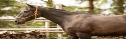 Western hästar till salu: Quarter horse, valack, 3år - Annons 7