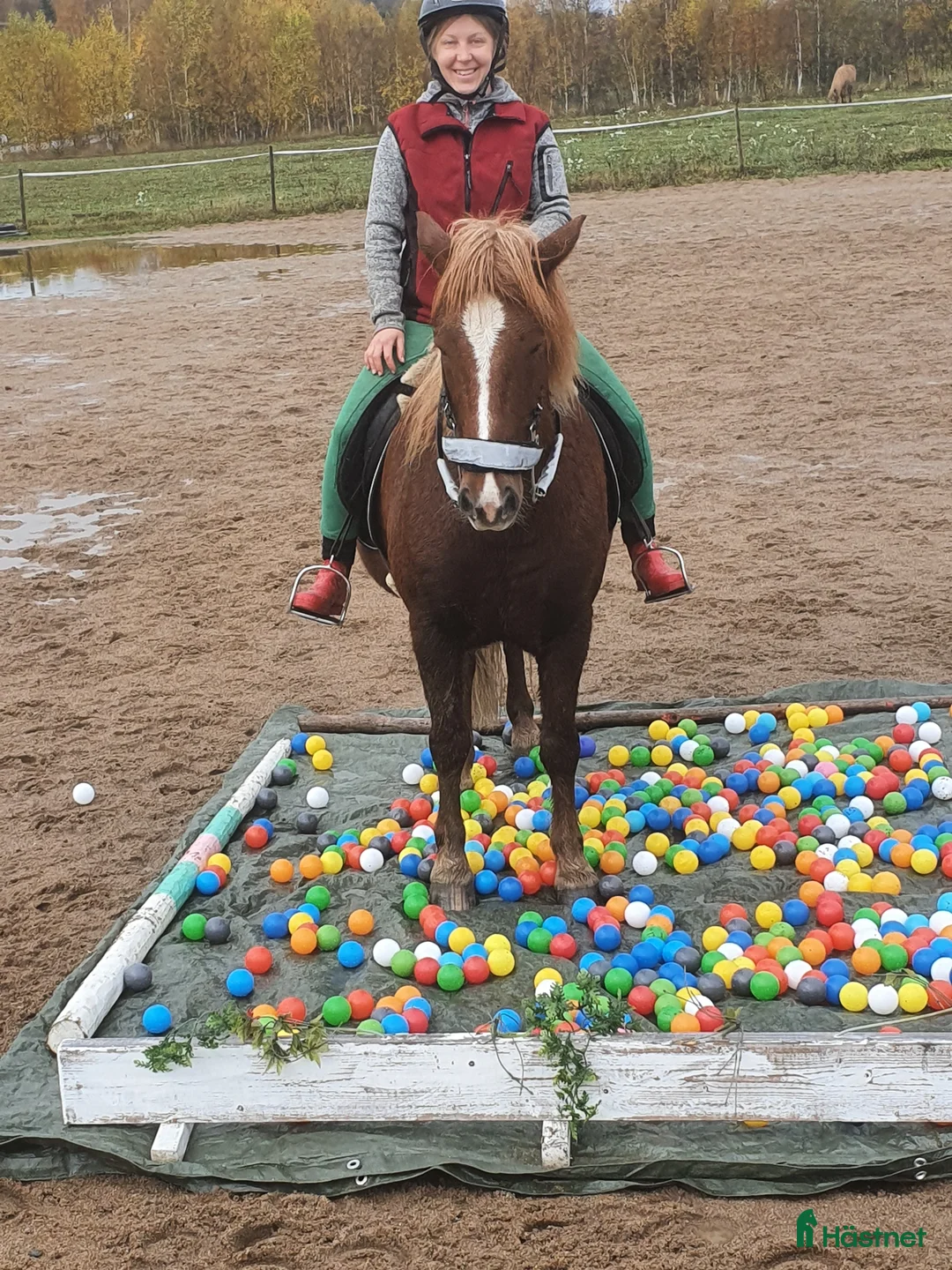 Island hästar till salu: Mysig skogsmulle - Annons 3